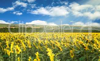 Field of flowering sunflowers