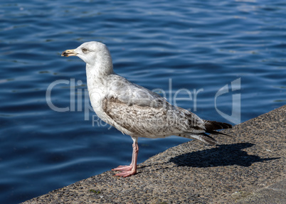 möve am ufer