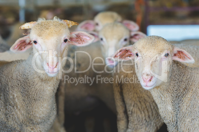 little Sheeps, lambs and goat kid on the rural farm