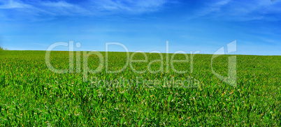 Green field with blue sky