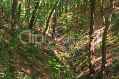 Forest gorge in Neandertal, Germany