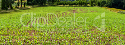 Young corn plants in a field in a row.
