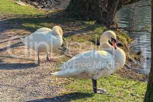 Swans in a meadow