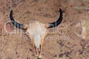 Cow skull in the sand