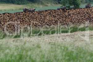 Firewood stock for Winter