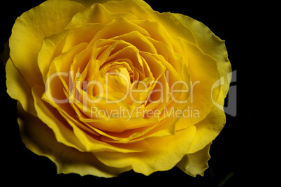 rosenblüte rosenblüte