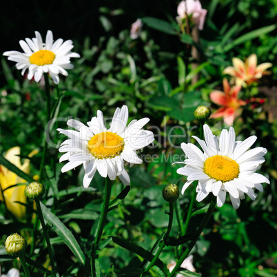 Garden daisy in a flower bed. Selective focus.