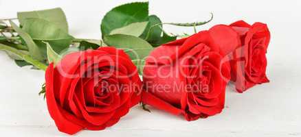 Beautiful red roses on a white wooden background.Wide photo.