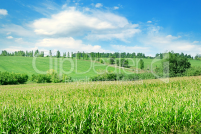 Green field with corn. Blue cloudy sky.