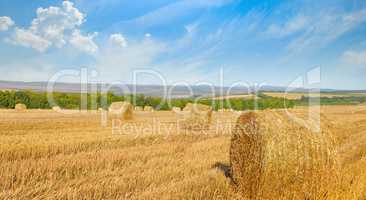 Straw bales on a wheat field and blue sky. Wide photo.