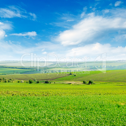 Picturesque green field and blue sky with light clouds.