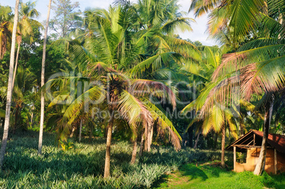 Tropical garden with coconut palms and a pineapple plantation.