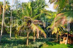 Tropical garden with coconut palms and a pineapple plantation.