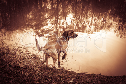 bloodhound stands beside a lake