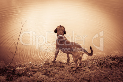 bloodhound has a view on a lake