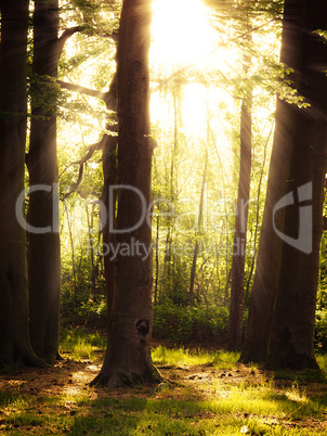 Mystical forest with sunbeams