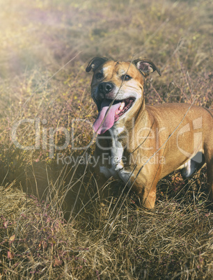 American pit bulls walking on nature