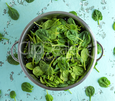 green spinach leaves in an iron colander