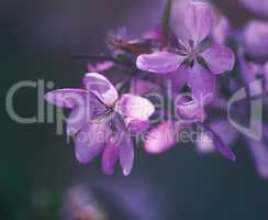 cherry branch with pink flowers on a spring day