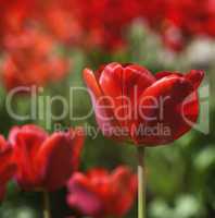 field of red blossoming tulips on a sunny day
