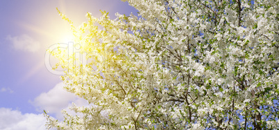 Beautifully blossoming tree branch. Cherry - Sakura and sun with