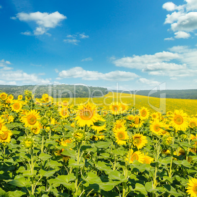 Field with blooming sunflowers and cloudy sky.