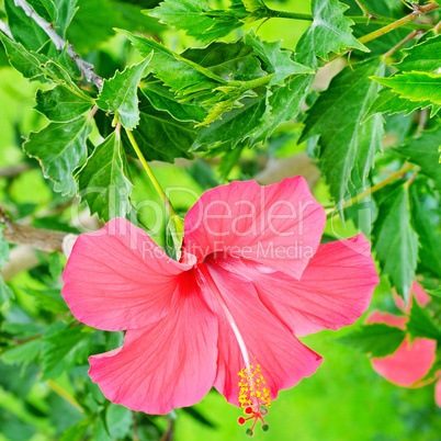 Red hibiscus flower on a green background.