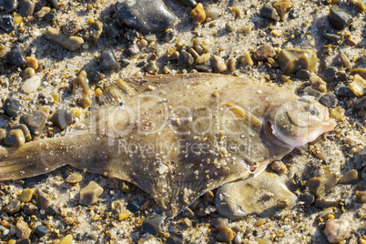 Flatfish