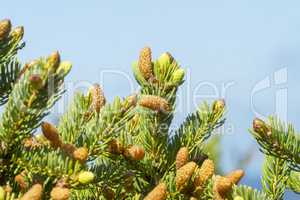 Fresh fir branches with pine cones