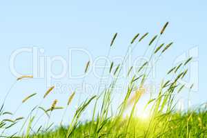 Flowering grass in detail - Allergens
