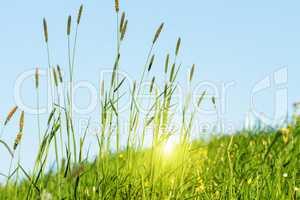 Blühendes Gras im Detail - Allergene