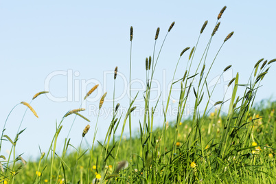 Blühendes Gras im Detail - Allergene