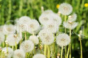 Dandelion