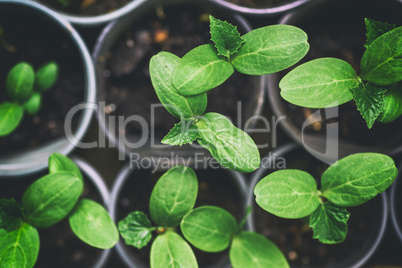 green shoots of a cucumber in a pot