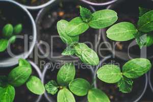 green shoots of a cucumber in a pot