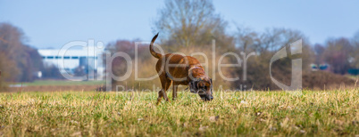 sniffer dog searching a trail