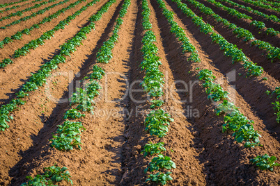 young potato plants