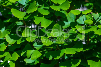 young leafes of ginkgo