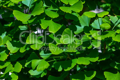 young leafes of ginkgo young leafes of ginkgo