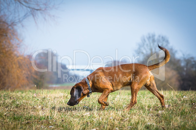 bloodhound getting a scent