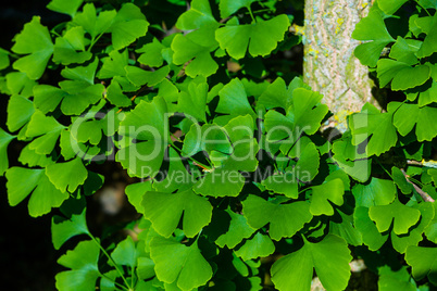ginkgo biloba leafes on a tree