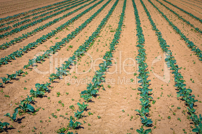 rows of young cabbage