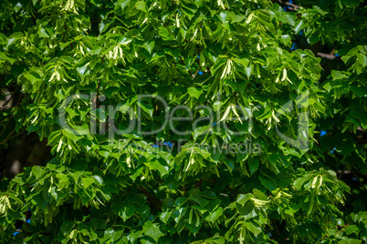 detail of a blooming lime tree