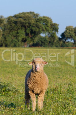 Merina sheep looking at camera in meadow of Extremadura