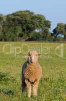 Merina sheep looking at camera in meadow of Extremadura