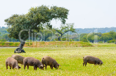 Iberian pigs in the meadow of Extremadura. Pigs of lampino breed