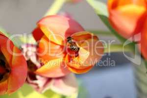 Tulpe mit Biene