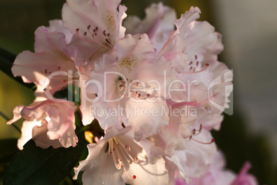 Rhododendronblüte im Abendlicht