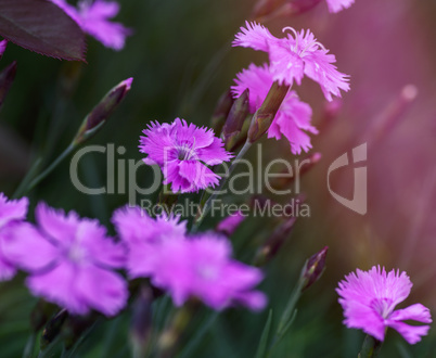 field with blooming pink carnations and green stems on a summer