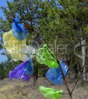 many multicolored plastic bags hanging on a pine branch
